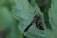 Vitacea scepsiformis