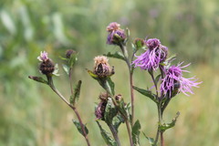 Centaurea phrygia carpatica