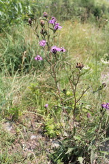 Centaurea phrygia carpatica