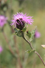 Centaurea phrygia carpatica