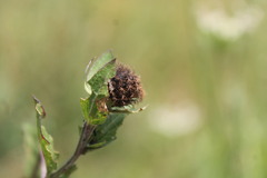 Centaurea phrygia carpatica