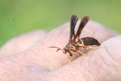 Vitacea scepsiformis