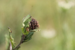 Centaurea phrygia carpatica