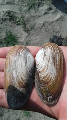 Unio elongatulus