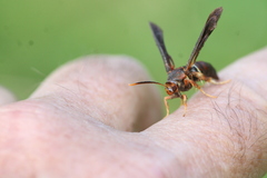 Vitacea scepsiformis