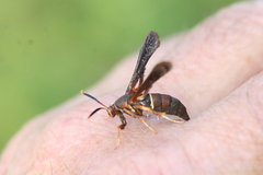 Vitacea scepsiformis