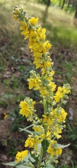 Verbascum lychnitis