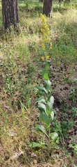 Verbascum lychnitis