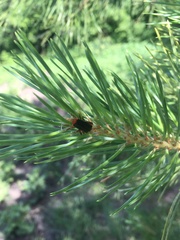 Cantharis pellucida