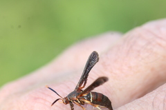 Vitacea scepsiformis