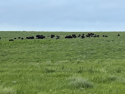 American Bison photographed in Missouri
