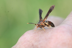 Vitacea scepsiformis