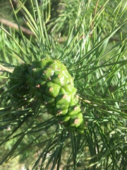 Pinus sylvestris