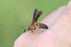 Vitacea scepsiformis