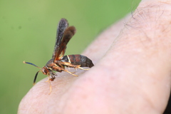 Vitacea scepsiformis