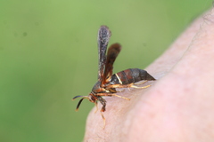 Vitacea scepsiformis