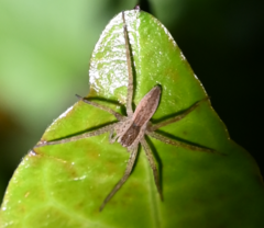 Dolomedes sulfureus
