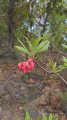 Comarostaphylis polifolia