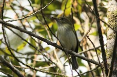 Hemitriccus nidipendulus