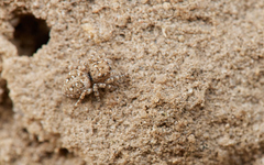 Attulus distinguendus