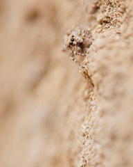 Attulus distinguendus