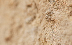 Attulus distinguendus