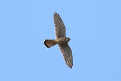 Falco tinnunculus