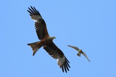 Milvus milvus