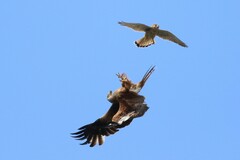 Milvus milvus
