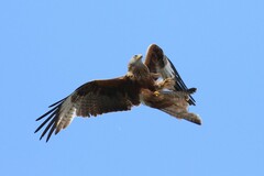 Milvus milvus