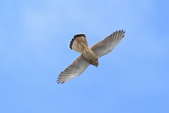 Falco tinnunculus