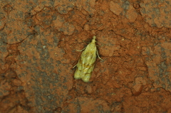 Phtheochroa vitellinana