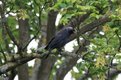 Corvus monedula