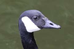 Branta canadensis