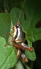 Eujivarus meridionalis