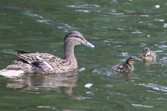 Anas platyrhynchos
