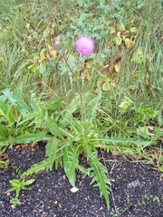 Cirsium canum