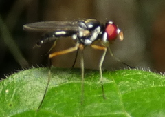 Tanypezidae