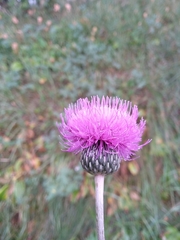 Cirsium canum