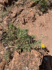 Heterotheca stenophylla