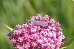 Crambus girardellus