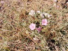 Convolvulus equitans equitans
