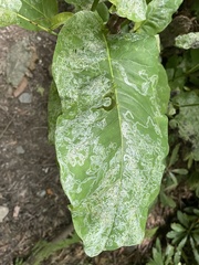 Phyllocnistis magnoliella