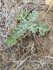 Parthenium confertum lyratum