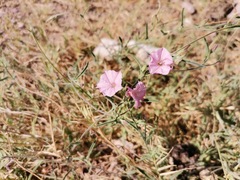 Convolvulus equitans equitans