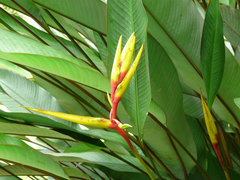 Heliconia richardiana