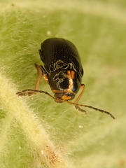 Cryptocephalus decemmaculatus