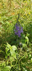 Veronica teucrium