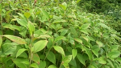 Koenigia campanulata