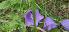 Campanula persicifolia